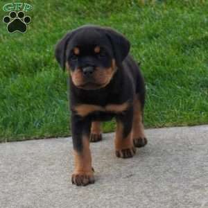 Drake, Rottweiler Puppy